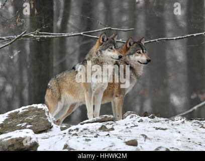 Eastern wolves, Canis lupus lycaon, meadow, standing, fighting, side ...