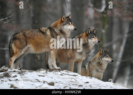 Eastern wolves, Canis lupus lycaon, meadow, standing, fighting, side ...