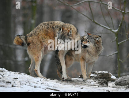 Eastern wolves (Canis lupus lycaon) in snow, lower ranking wolf being rebuked, captive, Baden-Württemberg, Germany Stock Photo