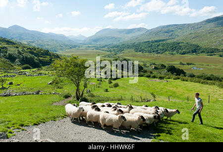 Shepherd with flock of sheep on pasture in hilly mountain scenery, Kissane Sheep Farm, Kenmare, Killarney, County Kerry, Ireland Stock Photo