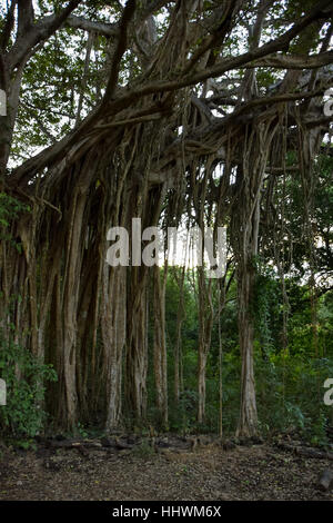 El Higueron de Cabuya (Giant Banyan Tree) Guanacaste, Costa Rica Stock ...