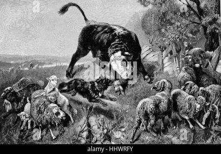 Uneven combat, Shepherd barks a bull, amid a flock of sheep, historical image or illustration, published 1890, digital improved Stock Photo