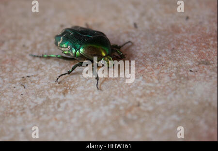 Colorful bug on a floor in Croatia. Stock Photo