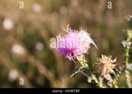 Purple meadow flower in Spring Stock Photo