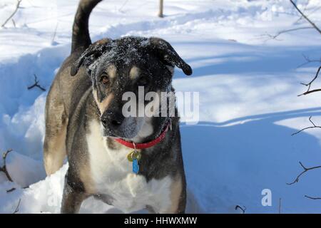 Snow Covered Old Dog Playing In The Snow Stock Photo