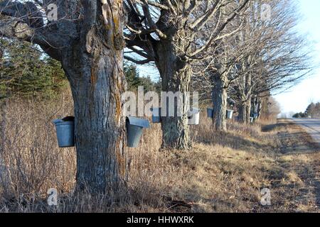 A Row Of Old Maple Trees Being Tapped In Early Spring Stock Photo
