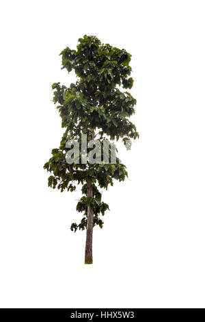 A big tree isolated on white background Stock Photo