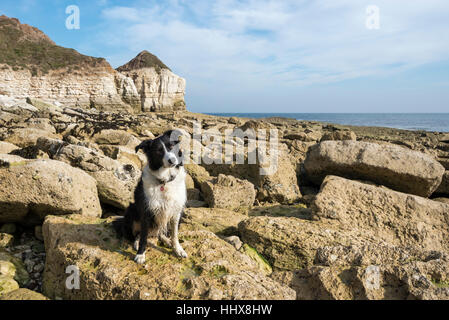 Border Collie sitting on the rocks at Thornwick bay on the coast of North Yorkshire. Stock Photo