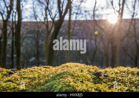 A detail of moss growing on a drystone wall as the late afternoon sun shines behind trees. Stock Photo