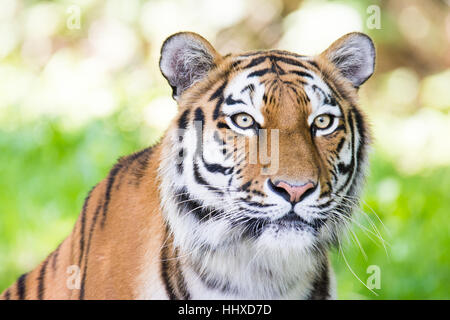 Portrait of a siberian tiger (Panthera tigris altaica) Stock Photo
