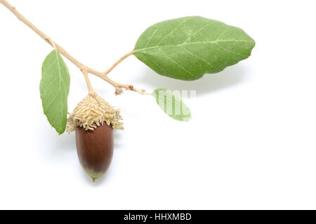 Oak acorns with leaves isolated on white background Stock Photo