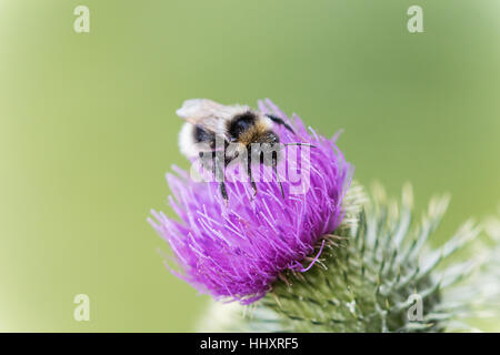 Buff-tailed Bumblebee ( Bombus terrestris ) on a Thistle Flower Head ( Cynareae ) Stock Photo