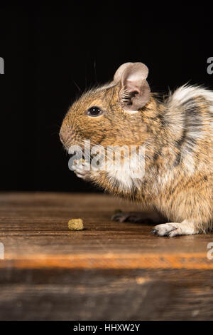 male degu sat on a wooden stool eating food photographed in a studio against a black background Stock Photo