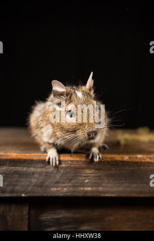 male degu sat on a wooden stool photographed in a studio against a black background Stock Photo