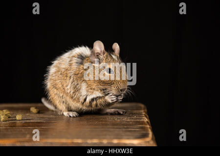 male degu sat on a wooden stool eating food photographed in a studio against a black background Stock Photo