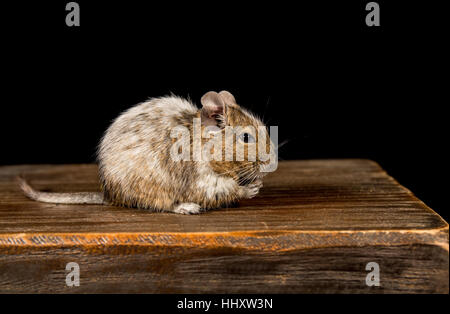 male degu sat on a wooden stool eating food photographed in a studio against a black background Stock Photo