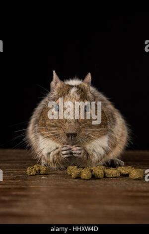 male degu sat on a wooden stool eating food photographed in a studio against a black background Stock Photo