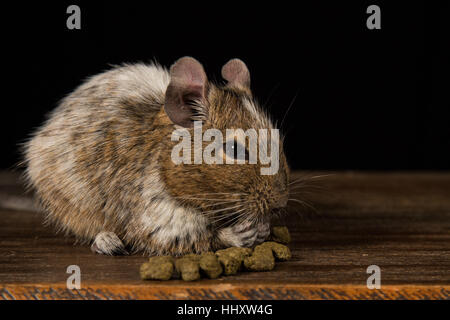 male degu sat on a wooden stool eating food photographed in a studio against a black background Stock Photo