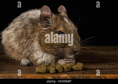 male degu sat on a wooden stool eating food photographed in a studio against a black background Stock Photo