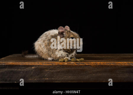 male degu sat on a wooden stool eating food photographed in a studio against a black background Stock Photo