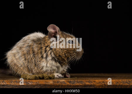 male degu sat on a wooden stool photographed in a studio against a black background Stock Photo