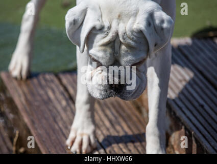 white male boxer with wrinkles on his head looking down at decking Stock Photo