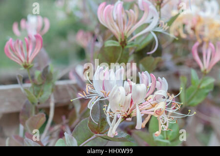 Gold Flame honeysuckle is in full bloom on a trellis in a late spring garden. Stock Photo