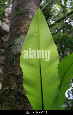 Epiphytic birds nest ferns growing in a subtropical Australian ...