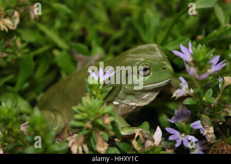 Australian Green tree frog Stock Photo