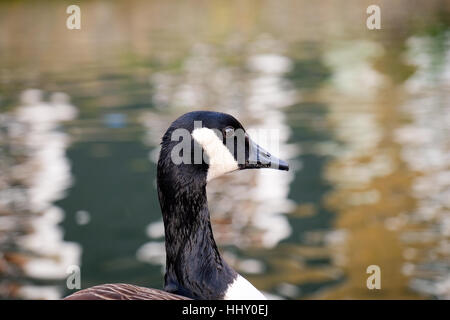 A goose rests by the side of a canal Stock Photo