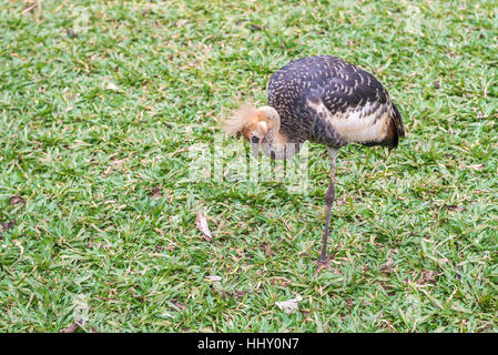 The Gray Crowned Crane bird posing in Brazil, an exotic african animal Stock Photo