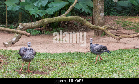 The Gray Crowned Crane bird posing in Brazil, an exotic african animal Stock Photo