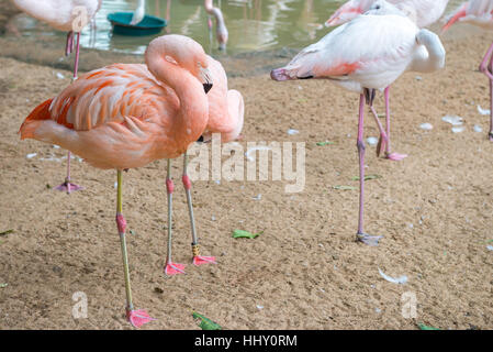 Flamingos in bird's park at Foz do Iguacu in Brazil Stock Photo