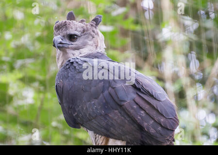 View to Harpy Eagle (Harpia harpyja) with open wings on tree
