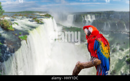Macaw parrot at the Iguazu Falls with clouds and blue sky on the background in Foz do Iguacu, Brazil Stock Photo