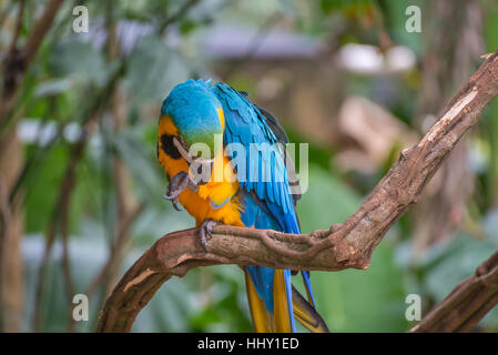 The either Blue and yellow Macaw or the Blue and gold Macaw (Ara ararauna) in Brazil. It is a member of the group of large Neotropical parrots. Stock Photo