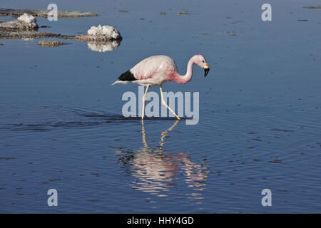 Andean flamingo feeding in Laguna Chaxa, Reserva Nacional Los Flamencos, Atacama Desert, Norte Grande, Chile Stock Photo