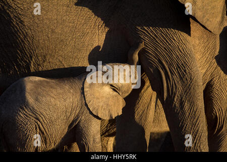 Small elephant calf suckling in evening sun in African bush Stock Photo