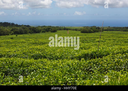 Mauritius, Bois Cheri, tea plantation, hoarding advertising Avalon