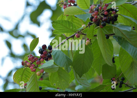 Alder Buckthorn, Frangula alnus Stock Photo