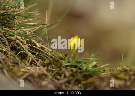 Early Star-of-Bethlehem or Radnor Lily, Gagea bohemica Stock Photo