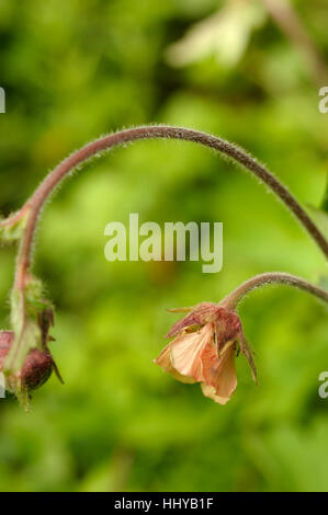 Water Avens, Geum rivale Stock Photo