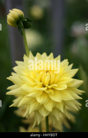 Dahlia 'Clearview Irene' Stock Photo