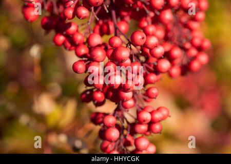 Heavenly Bamboo - Nandina Domestica Stock Photo