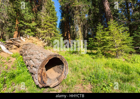 Mouldering stump against pine tree massive Stock Photo