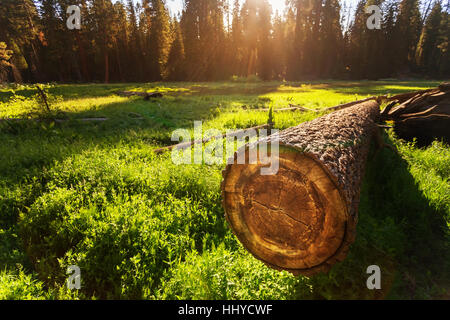 Cuted tree on green meadow at sunset Stock Photo