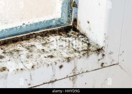 Mold on modern plastic windows, mold, fungus, mold, repair, house, repair, airing, sick, pathogenic, dangerous, health. Not heal Stock Photo
