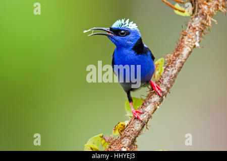 Red-legged honeycreeper (Cyanerpes cyaneus) perched on branch, Costa Rica Stock Photo
