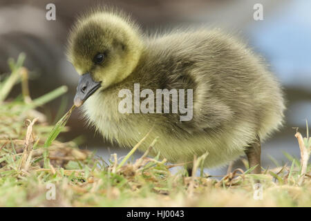 A Cute fluffy baby Greylag Goose gosling (Anser anser) standing on the bank of a lake searching for food. Stock Photo