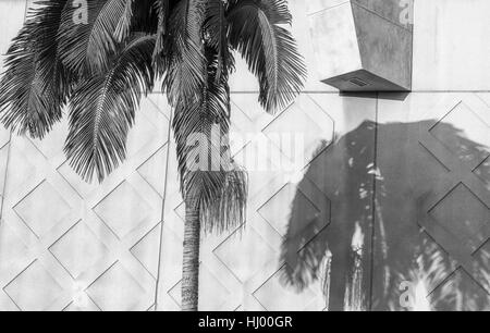 Palm tree and shadow cast against a concrete wall, urban geometry. Stock Photo